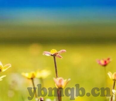 91麻豆免费看片-在无垠的互联网海洋中，寻找光与影的艺术
